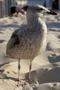 Close-up of seagull on sand