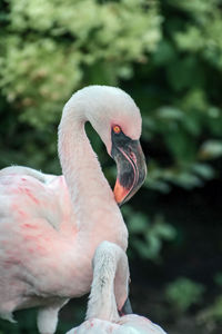 Close-up of a bird