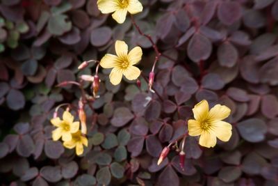 Close-up of yellow flowering plant