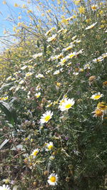 Close-up of yellow flowering plant on field