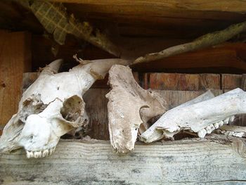 Close-up of animal skull