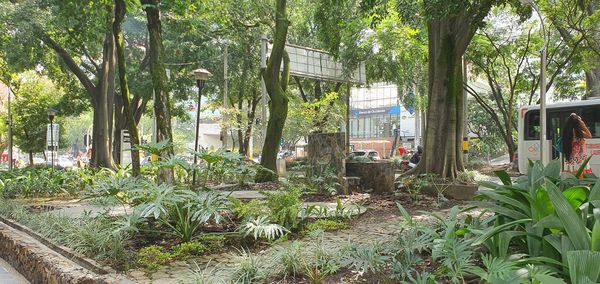 Plants and trees in park