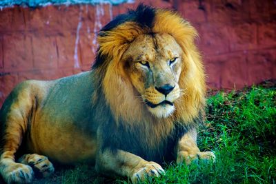 Portrait of a lion against the wall