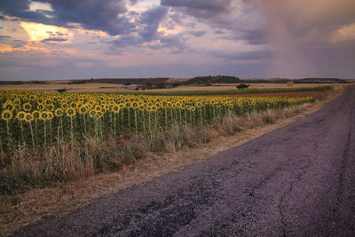 Scenic view of agricultural field against sky during sunset