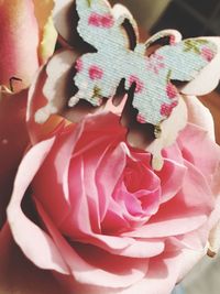 Close-up of pink flowers