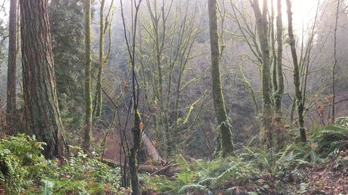 View of trees in forest