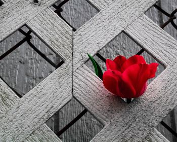Close-up of red flowers