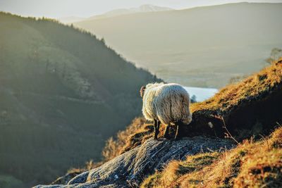 Sheep standing on mountain during sunny day