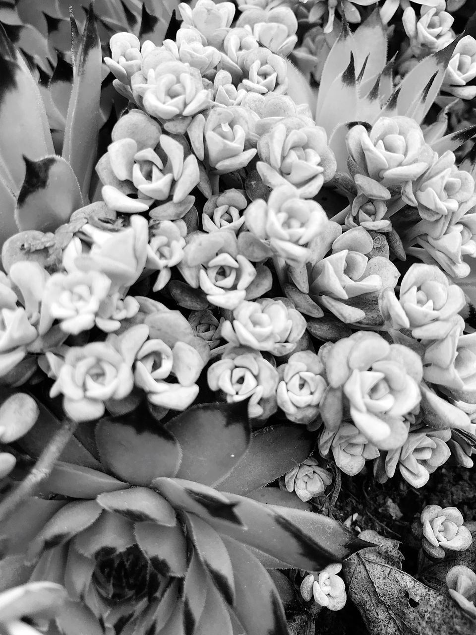 HIGH ANGLE VIEW OF BOUQUET OF FLOWERING PLANTS