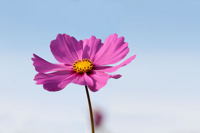 Low angle view of pink cosmos flower blooming outdoors