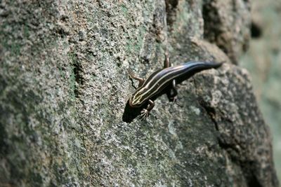 Close-up of lizard on rock