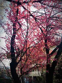 Low angle view of tree against sky