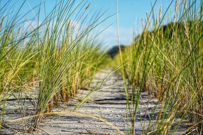 Close-up of crops growing on field against sky