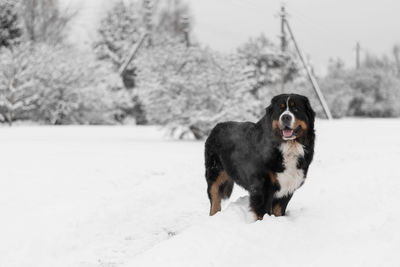 Portrait of dog on snow field