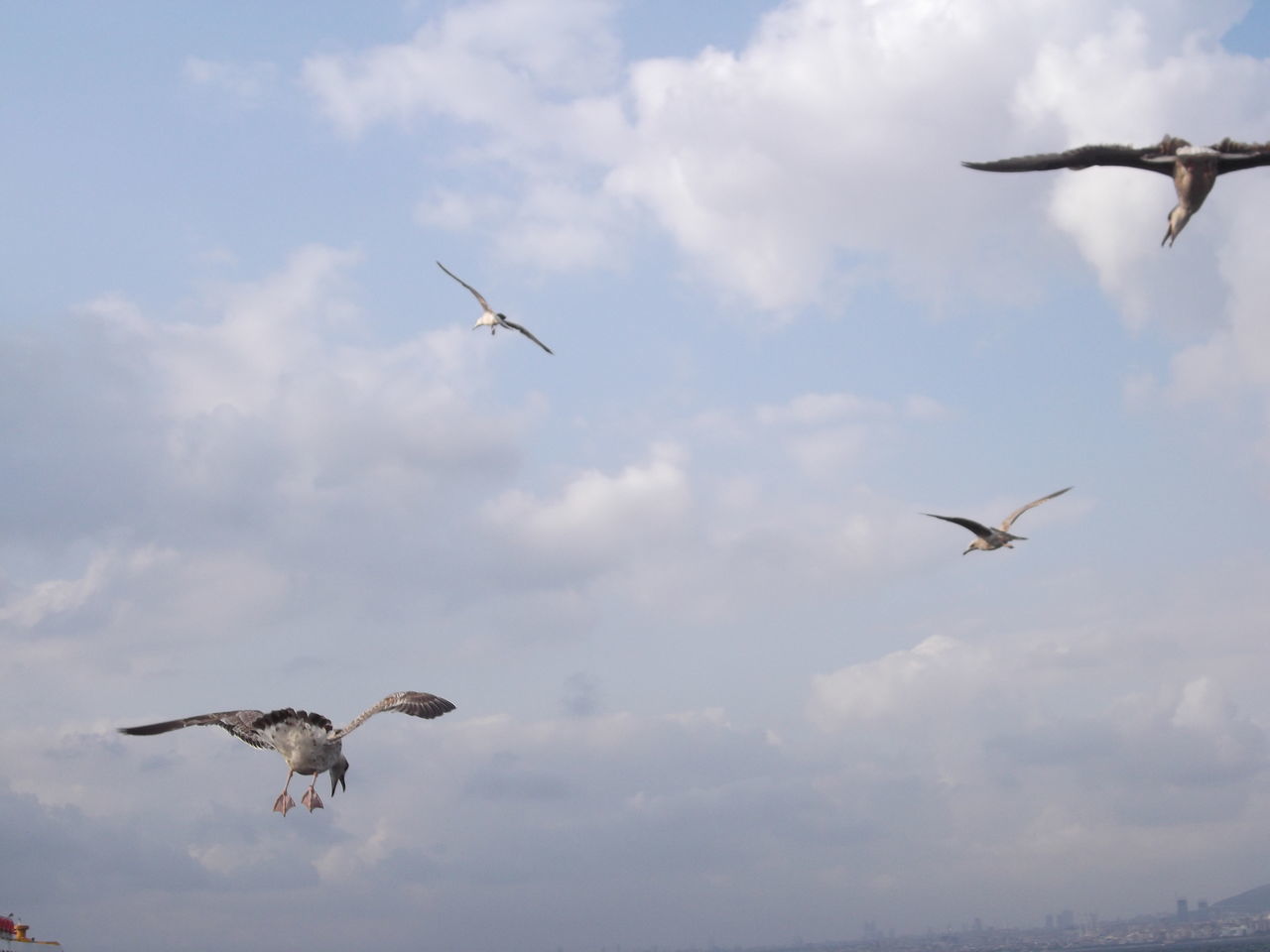 LOW ANGLE VIEW OF SEAGULLS FLYING AGAINST SKY