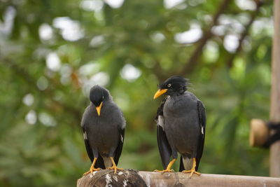 Pigeons perching on a tree