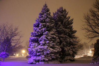 Purple flowers on tree at night