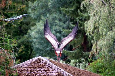 Bird flying in a forest