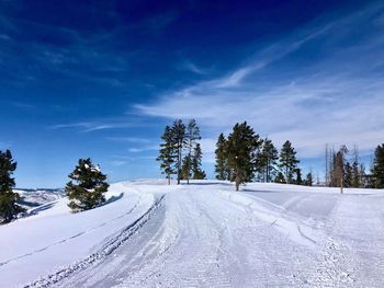 Trees on snow covered landscape against sky