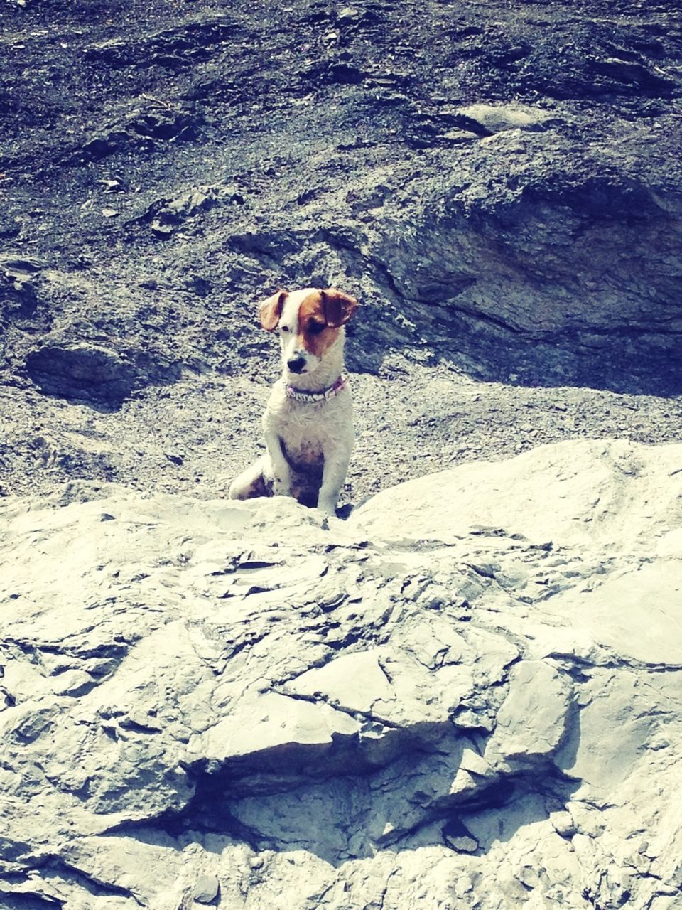 dog, one animal, animal themes, pets, mammal, domestic animals, sand, beach, full length, high angle view, sunlight, sitting, nature, day, portrait, looking at camera, outdoors, relaxation, shadow, rock - object