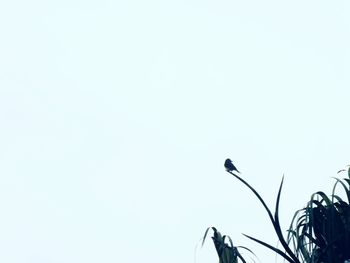 Low angle view of tree against clear sky