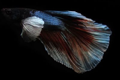 Close-up of fish in aquarium