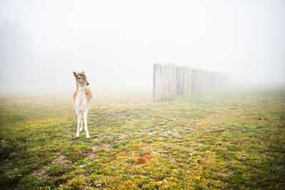 Dog standing on field against sky