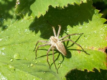 Close-up of insect on leaf