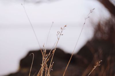 Close-up of plant against blurred background