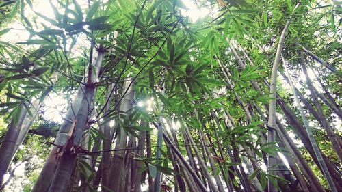 Sun shining through trees