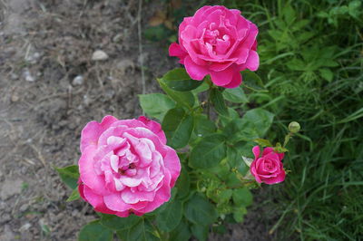 Close-up of pink rose