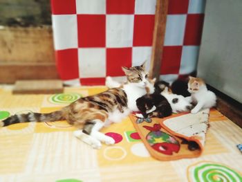 High angle view of a cat on floor