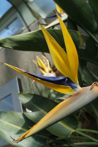 Close-up of plant