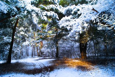 Snow covered trees in forest