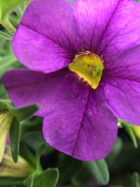 Close-up of pink flower blooming outdoors