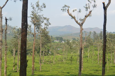 Trees on landscape against sky