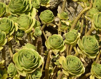 High angle view of succulent plant on field