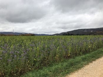 Scenic view of field against sky