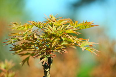 Close-up of fresh green leaves