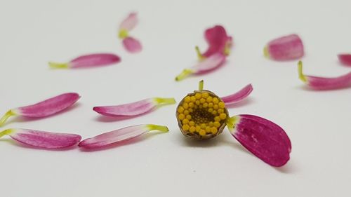 Close-up of pink flowers against white background