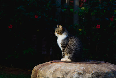 Cat looking away