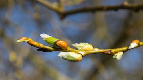 Close-up of flower buds