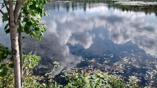 Reflection of trees in lake