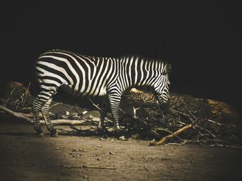 Close-up of zebra crossing