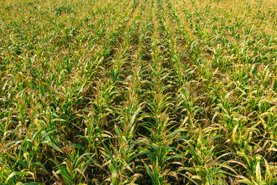 Full frame shot of wheat field