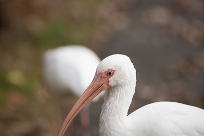 White ibis eudocimus albus