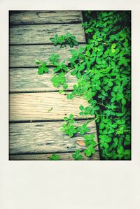 Close-up of leaves on wooden wall