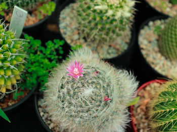 High angle view of cactus flower pot