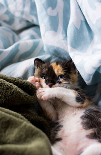 High angle view of kitten relaxing on bed at home