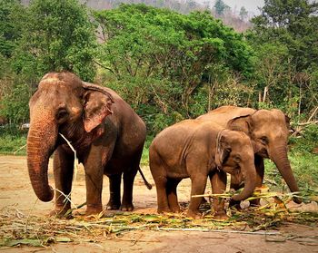 Elephant in a farm
